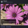 Developing an alt text button for images on my website